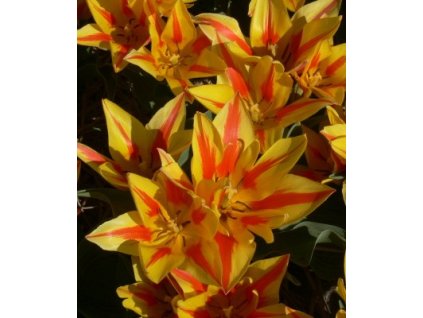 Tulipa Winnipeg (7 ks)  Tulipán mnohokvětý Winnipeg