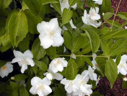 Philadelphus inodorus grandiflorus (nepravý jasmín)  Pustoryl nevonný velkokvětý