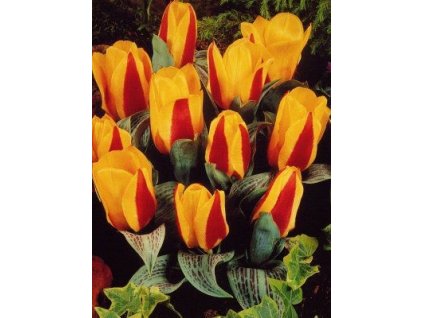 Tulipa kaufmaniana Little Diamond (7 ks)  Tulipán kaufmaniana Little Diamond