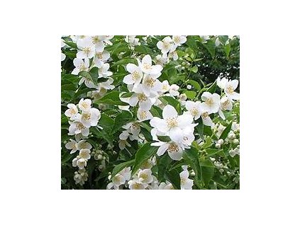 Philadelphus 'Belle Etoile' (nepravý jasmín)  Pustoryl 'Belle Etoile'