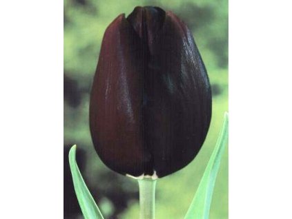 Tulipa triumph Paul Scherer (7 ks)  Tulipán triumph Tenessee