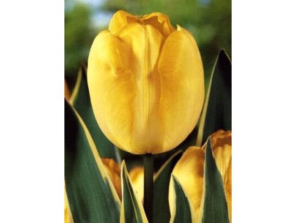 Tulipa Garant - darwin hybrid (7 ks)  Tulipán Garant