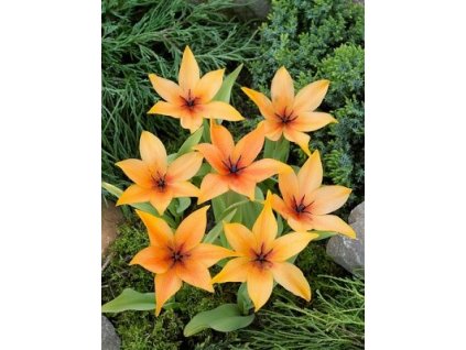 Tulipa praestans Shogun (7 ks) mnohokvěté!  Tulipán mnohokvětý Shogun