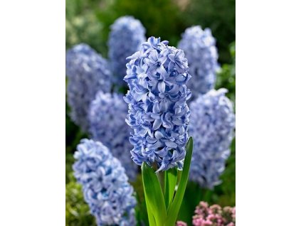 Hyacint Sky Jacket (5 ks)  Hyacint Sky Jacket