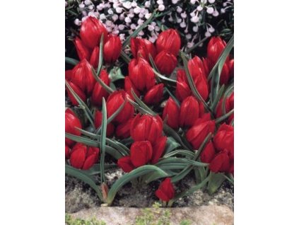 Tulipa Pulchella Liliput (7 ks)  Tulipán botanický Liliput