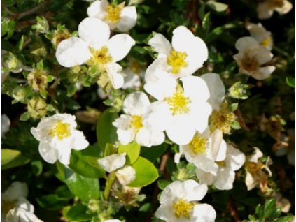 Potentilla fruticosa ´Abbottswood´  Mochna křovitá ´Abbottswood´