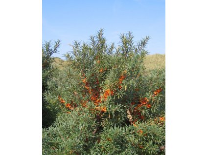 Hippophae rhamnoides - opylovač  Rakytník řešetlákovitý - opylovač