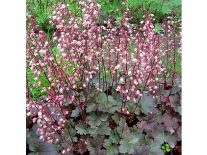 Heuchera ´Petite Ruby Frills´  Dlužicha drobnokvětá