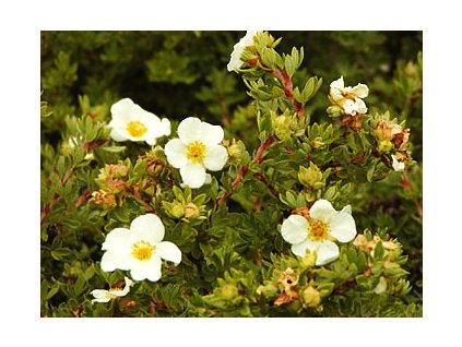 Potentilla fruticosa 'Tibolt Cream'  Mochna křovitá 'Tibolt Cream'