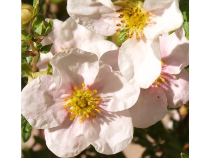 Potentilla fruticosa Pink Queen  Mochna křovitá Pink Queen