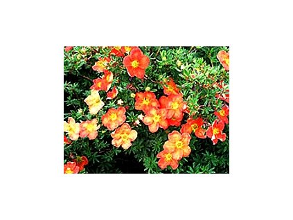 Potentilla fruticosa ´Red Ace´  Mochna křovitá ´Red Ace´