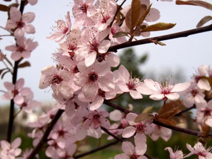 Prunus cerasifera ´Nigra´  Myrobalán třešňový ´Nigra´