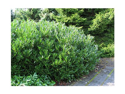 Prunus laurocerasus ´Otto Luyken´  Bobkovišeň lékařská ´Otto Luyken´