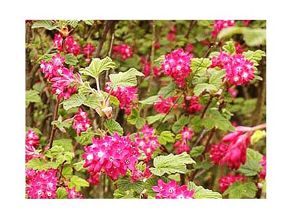 Ribes sanguineum 30 - 40 cm  Rybíz krvavý (Meruzalka krvavá)