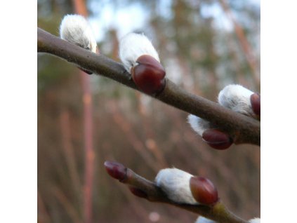 Salix caprea  Vrba jíva