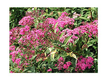 Spiraea japonica ´Anthony Waterer´  Tavolník japonský ´Anthony Waterer´