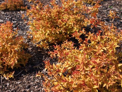 Spiraea japonica ´Golden Princess´  Tavolník japonský ´Golden Princess´