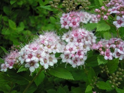 Spiraea japonica ´Little Princess´  Tavolník japonský ´Little Princess´