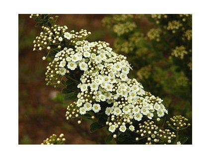 Spiraea nipponica ´Snowmound´  Tavolník niponský ´Snowmound´