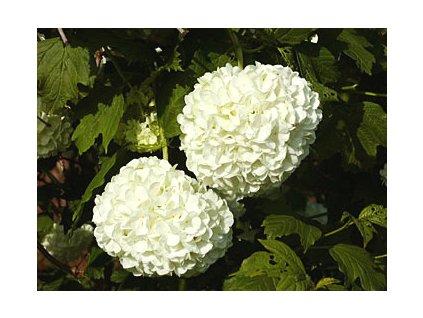 Viburnum opulus Roseum  Kalina obecná Roseum