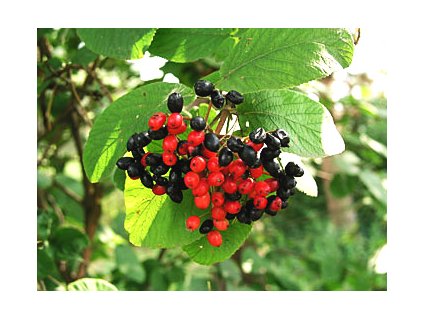 Viburnum lantana  Kalina tušalaj