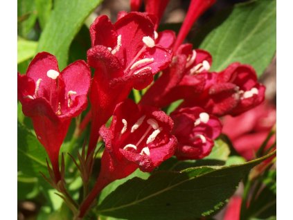 Weigela 'Eva Rathke'  Vajgélie 'Eva Rathke'