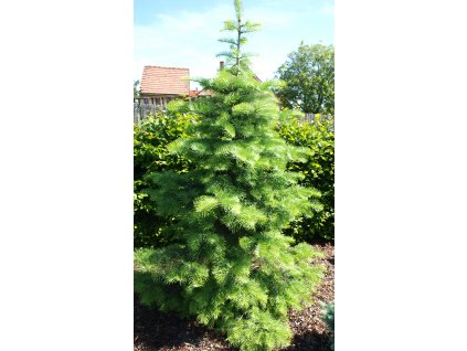 Abies concolor  Jedle ojíněná