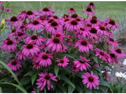 Echinacea