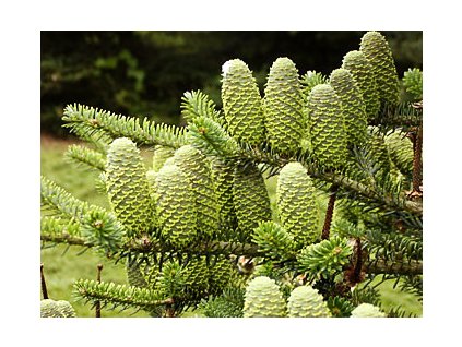 Abies koreana ve vel. 30 - 40 cm  Jedle korejská