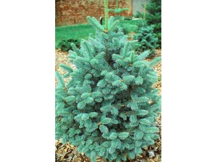 Abies lasiocarpa 'Compacta'  Jedle plstnatoplodá 'Compacta'