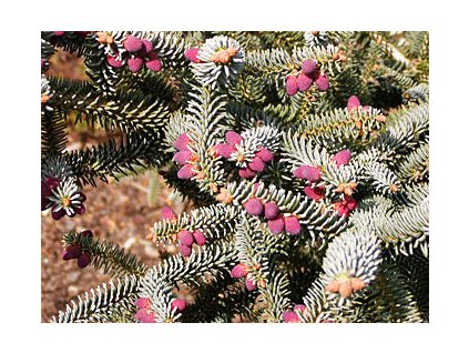 Abies pinsapo ´Glauca´  Jedle španělská ´Glauca´