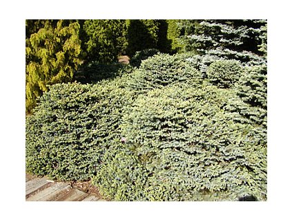 Picea mariorika ´Machala´  Smrk mariorika ´Machala´