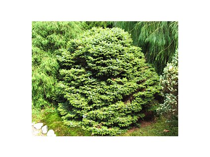 Picea omorika ´Nana´  Smrk omorika ´Nana´