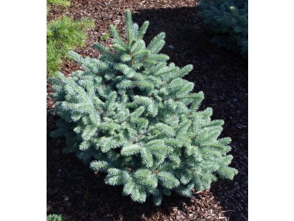 Picea pungens Glauca Globosa  Smrk pichlavý Glauca Globosa