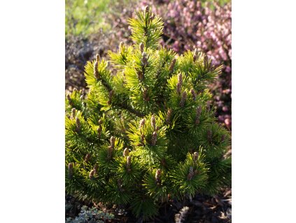 Pinus mugo Winter Gold  Borovice kleč Winter Gold