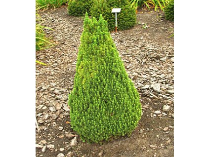 Picea glauca ´Zuckerhut´  Smrk sivý ´Zuckerhut´