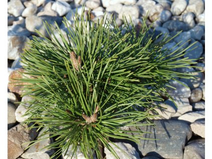 Pinus mugo pumilio  Borovice kleč pumilio