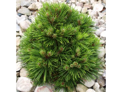 Pinus mugo Benjamin  Borovice kleč Benjamin