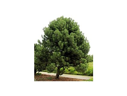 Pinus nigra 'Hornibrookiana'  Borovice černá 'Hornibrookiana'