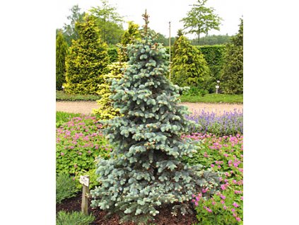 Picea pungens ´Retroflexa'  Smrk pichlavý ´Retroflexa'