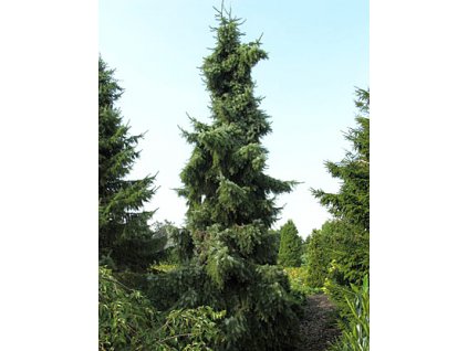 Picea omorika ´Pendula´  Smrk omorika ´Pendula´