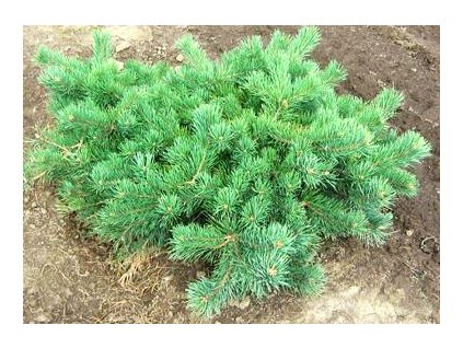 Pinus sylvestris 'Hillside Creeper'  Borovice lesní 'Hillside Creeper'