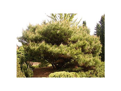 Pinus densiflora 'Umbraculifera'  Borovice hustokvětá ´Umbraculifera