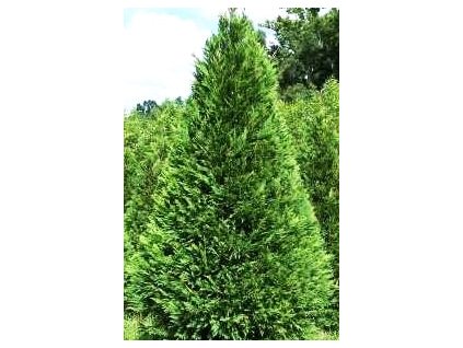 Cupressocyparis leylandii  Cypřišek Leylandův