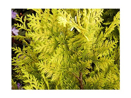 Chamaecyparis lawsoniana ´Alumii´  Chamaecyparis lawsoniana ´Alumii´