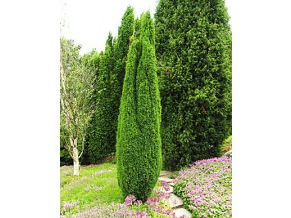 Juniperus communis ´Compressa´  Jalovec obecný ´Compressa´