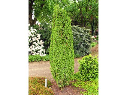 Juniperus communis ´Meyer´  Jalovec obecný ´Meyer´