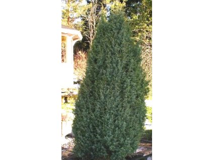 Juniperus communis 'Suecica'  Jalovec obecný 'Suecica'