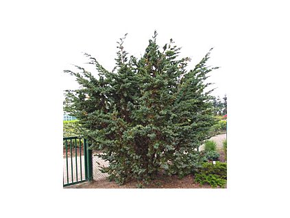 Juniperus squamata ´Meyeri´  Jalovec stěsnaný ´Meyeri´