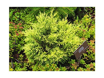 Juniperus horizontalis ´Limeglow´  Jalovec poléhavý ´Limeglow´